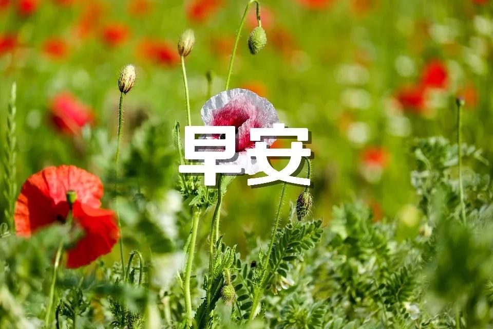 早安心语大全 朋友圈早安图片唯美图片