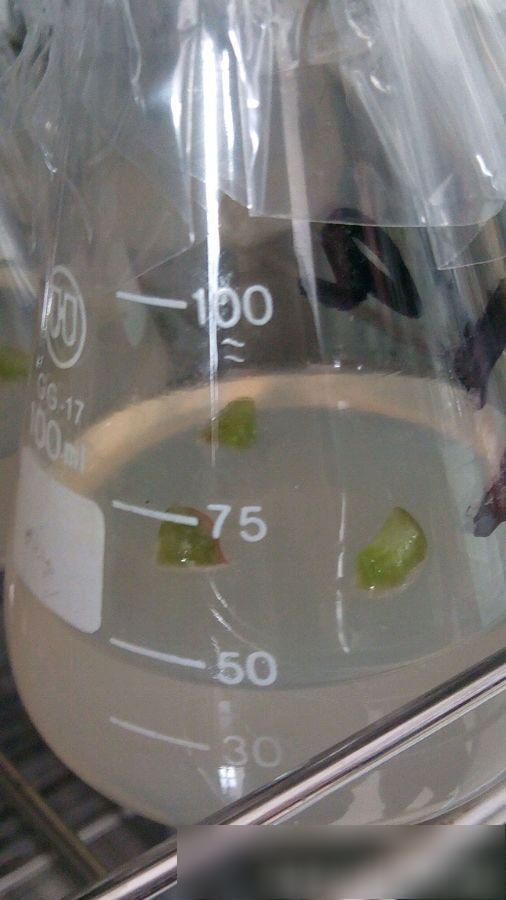 自己做组培多肉植物实验,这样弄长得真的快!