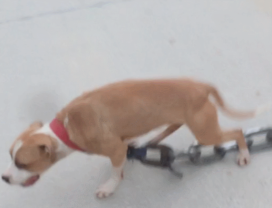 狗狗拖着粗粗的铁链锻炼体能,它是怎么坚持下来的,太惨了!