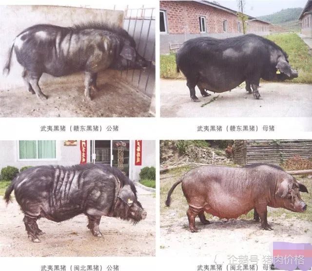 猪品种大全:中国最宝贵的猪全都在这了,你认识多少种?