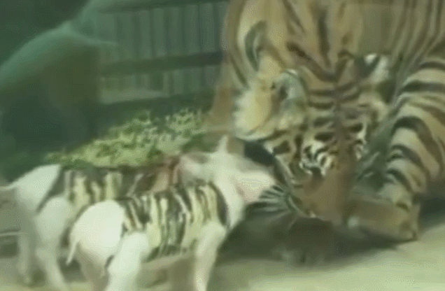 壁纸 动物 猫 猫咪 小猫 桌面 636_416 gif 动态图 动图