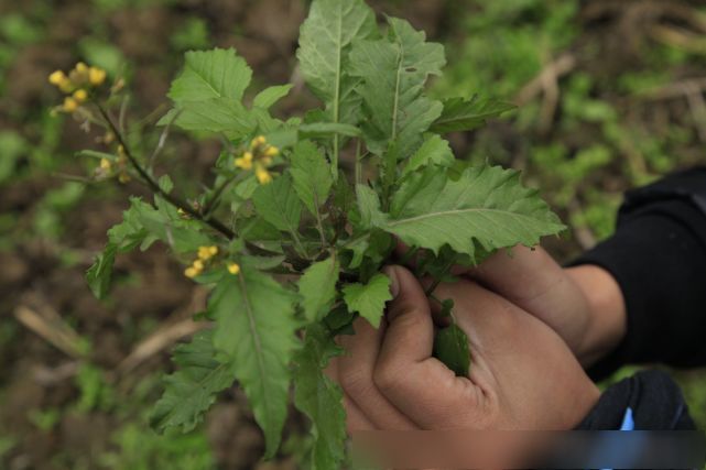 民间名叫野菜籽,清肝明目,消炎消毒的良草,你的家乡有