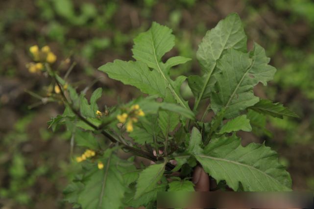 民间名叫野菜籽,清肝明目,消炎消毒的良草,你的家乡有