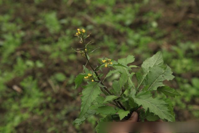 民间名叫野菜籽,清肝明目,消炎消毒的良草,你的家乡有