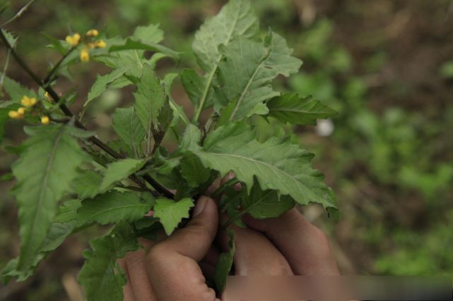 民间名叫野菜籽,清肝明目,消炎消毒的良草,你的家乡有