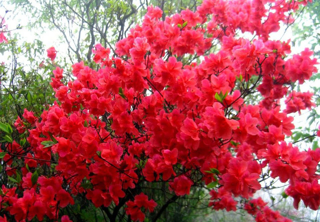 花中此物似西施,与花姿婀娜的映山红来个美丽的邂逅!
