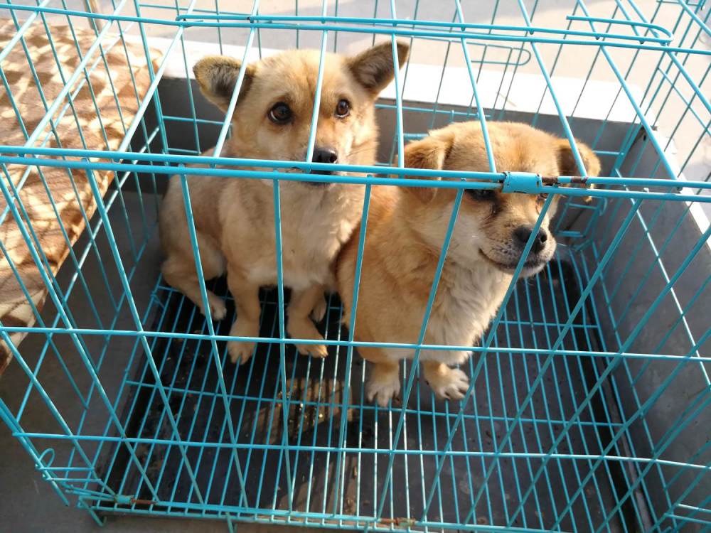 狗年逛狗市,农村大集上这些小土狗呆萌可爱受追捧,你喜欢那一只
