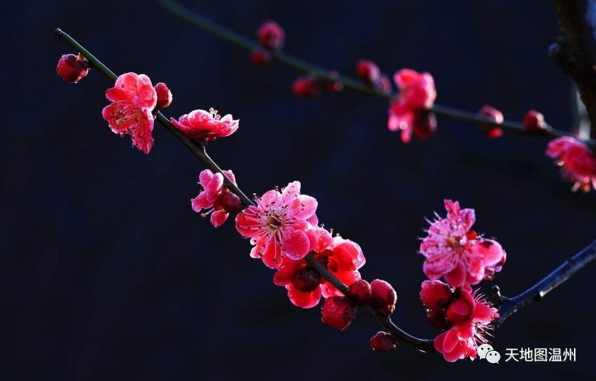 简介:杨府山公园内的长廊两侧种植有近百棵梅花,有宫粉梅,红梅,蜡梅
