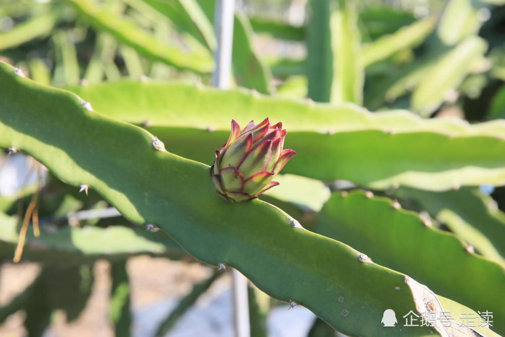 东北一家人海南包地种植火龙果 住临时房 年赚