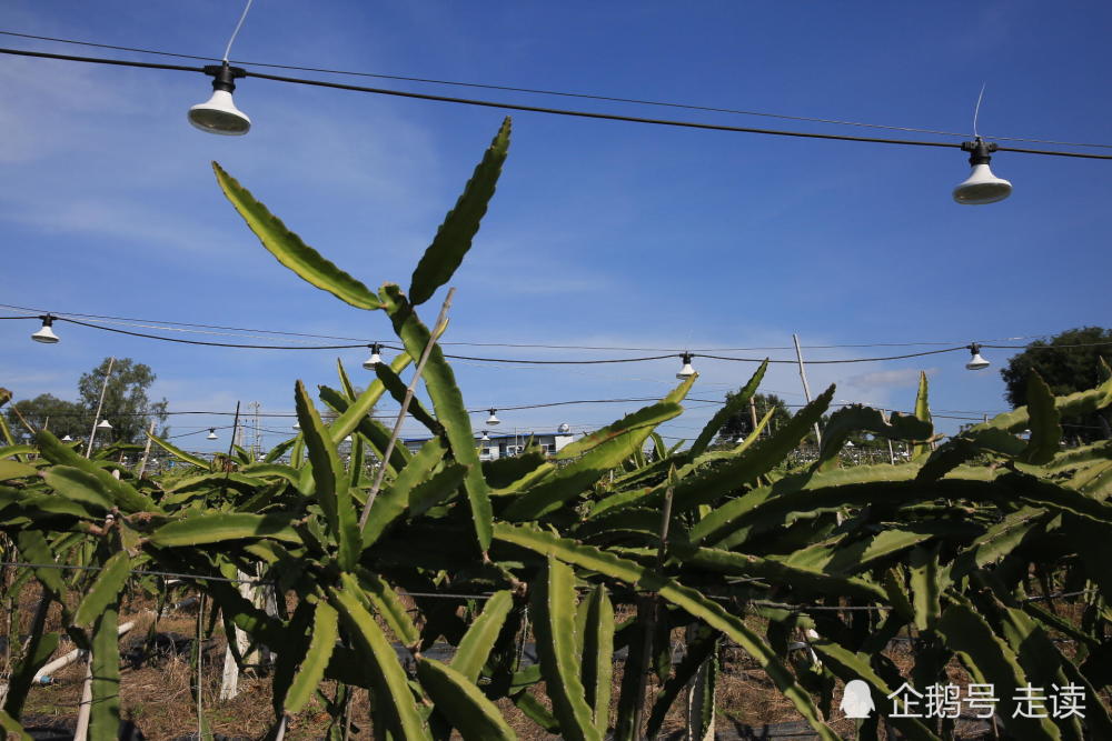 东北一家人海南包地种植火龙果 住临时房 年赚