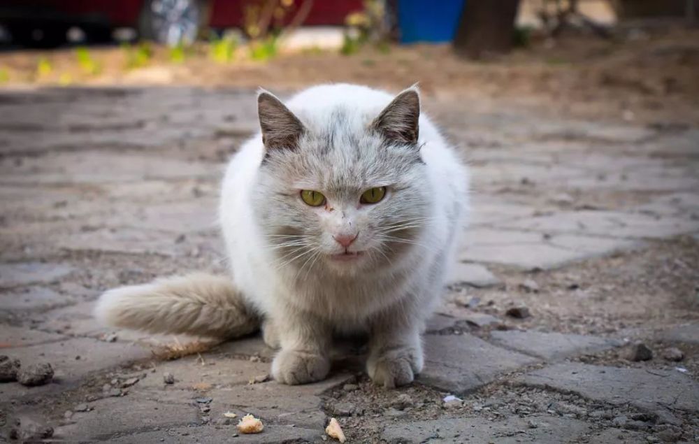 一个求助电话:我们小区决定捕杀流浪猫