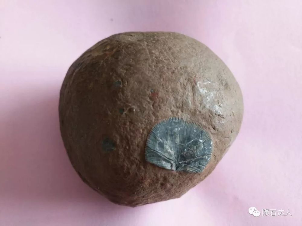 贵州陨石收藏家赵卫东先生收藏的带有化石的珍稀陨石.