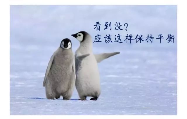 请向呆萌的企鹅君学习走路.