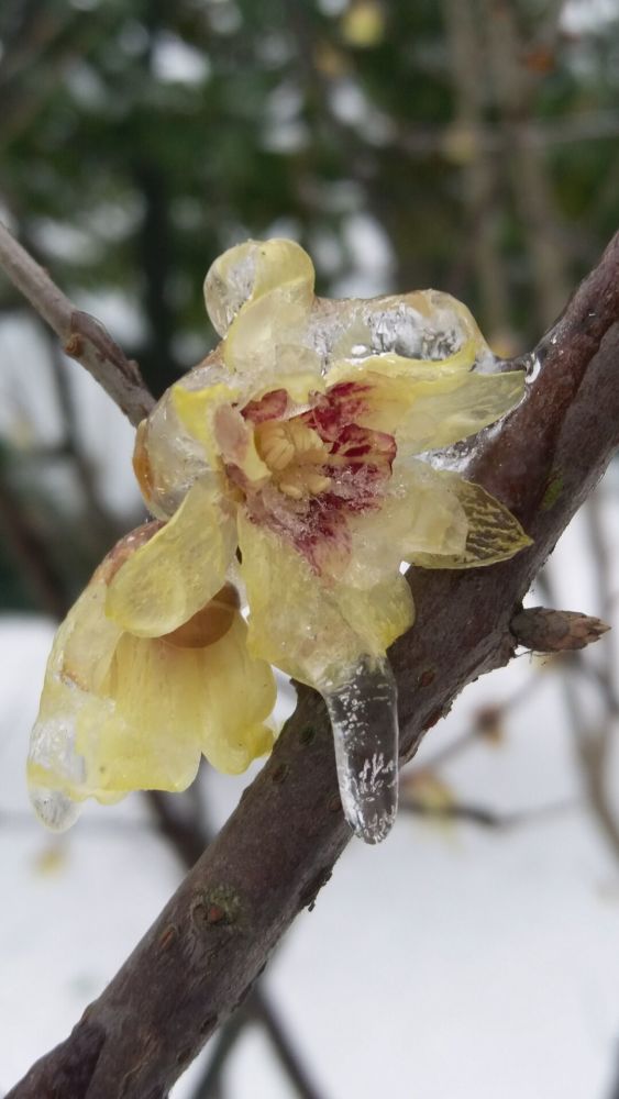 组图 摄影师镜头下的雪中傲梅