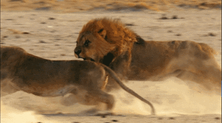 这里有最壮观的大迁徙塞伦盖蒂大草原▼注释:非洲大型野生动物的种类