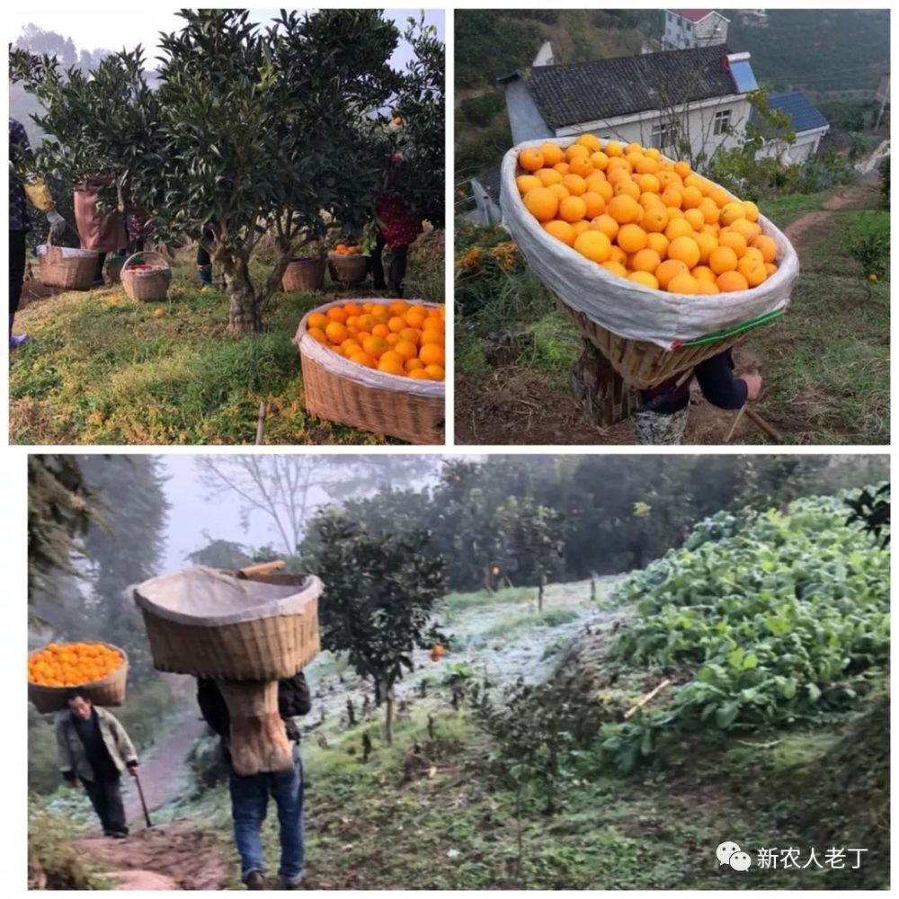 花果同枝,肉质脆嫩,汁多化渣