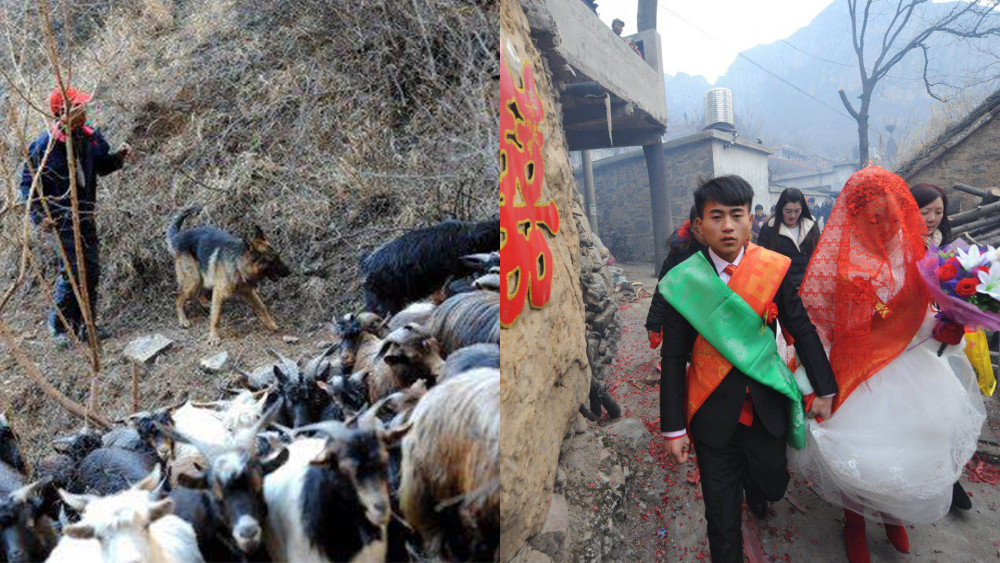 他蜗居深山放羊10年为儿攒彩礼,新娘不要房还