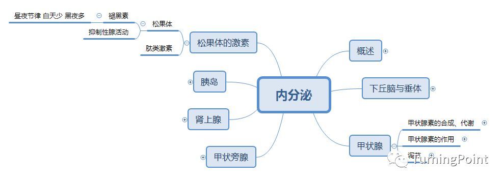 思维导图-生理-内分泌