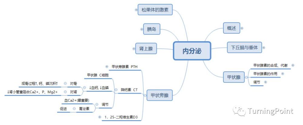 思维导图-生理-内分泌