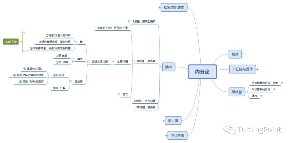 思维导图-生理-内分泌