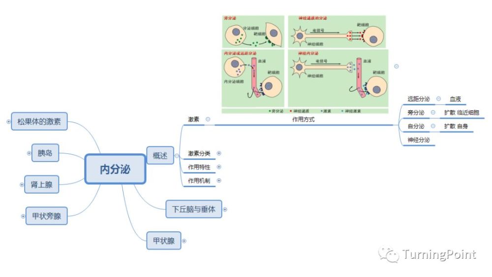 思维导图-生理-内分泌