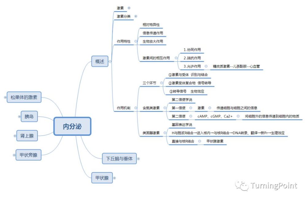 思维导图-生理-内分泌