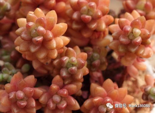 多肉植物 赤豆白石 看点快报