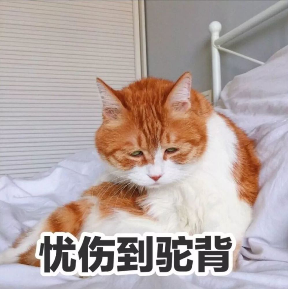 橘猫的悲伤到底有多大,丧到家却引来万千共鸣!