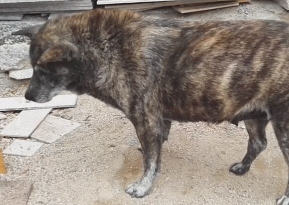 土狗帮主人看家30年,身体饱经风霜,尽忠职守到死!