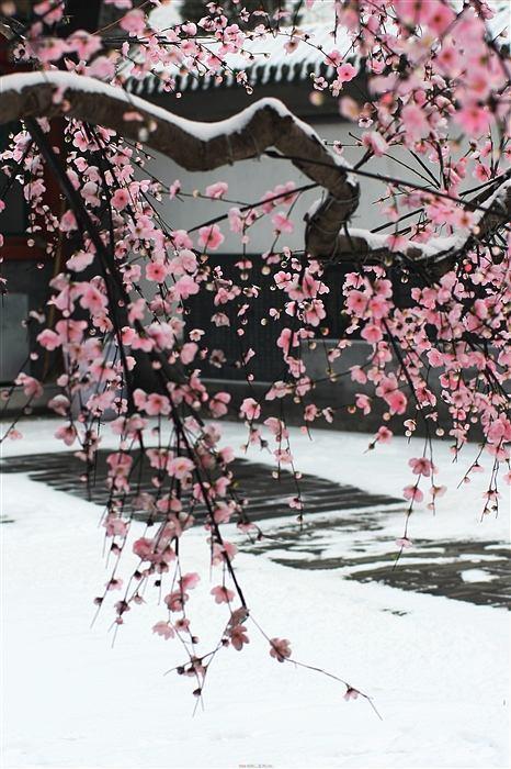 梅花,饮尽霜寒芳颜醉,寒冬绽放更娇媚,红楼梦中的雪景,每次都少不了