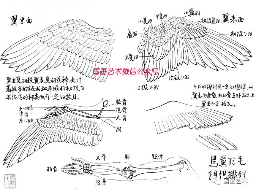 羽毛,虽然种类不同,大小有别,色彩各异,但排列还是有一定的结构规律的