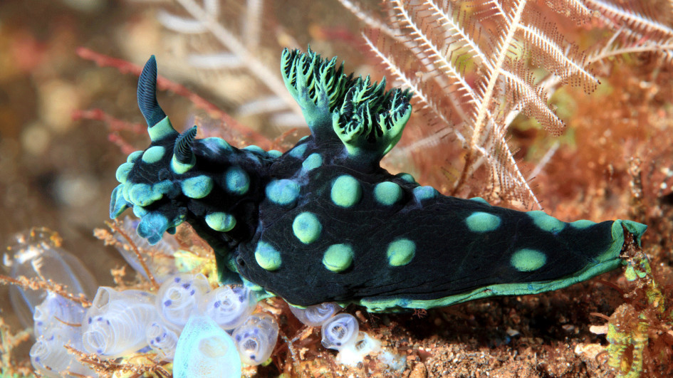 海蛞蝓,生活在澳大利亚浅水区的海底,茶杯的大小.