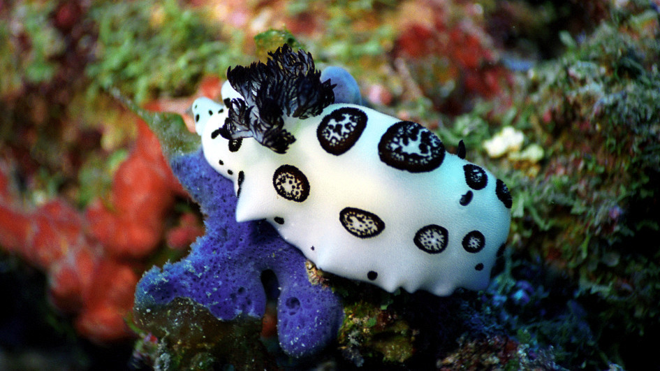 世界上最美丽的动物之一:海蛞蝓