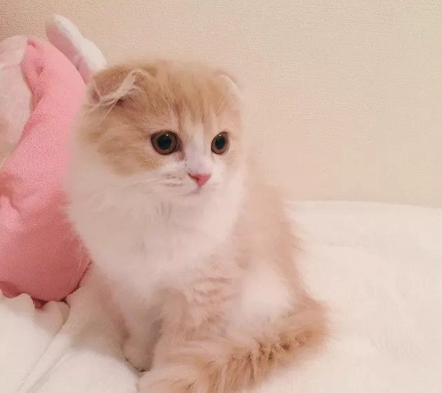 新手常备 养猫一定要看看这些养猫细则 看点快报