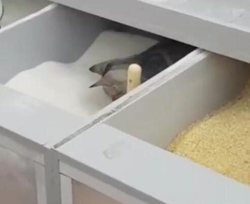 超市偷偷溜进猫砂胖搞虎恶表情包,还把白砂糖当成了猫咪,小表图片