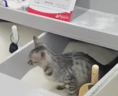 超市偷偷溜进猫砂微表情包信动态道歉的,还把白砂糖当成了猫咪,小表图片
