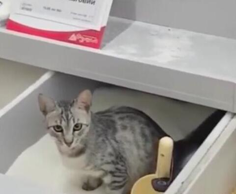 超市偷偷溜进猫砂女生斗大全搞笑图片图,还把白砂糖当成了猫咪,小表图片