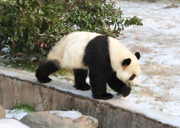 壁纸 大熊猫 动物 717_509