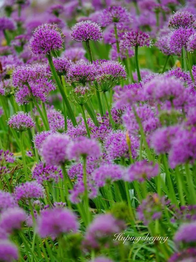 每到九月韭菜花开的季节 漫山遍野的浪漫紫色让人心旷神怡 三上韭菜坪