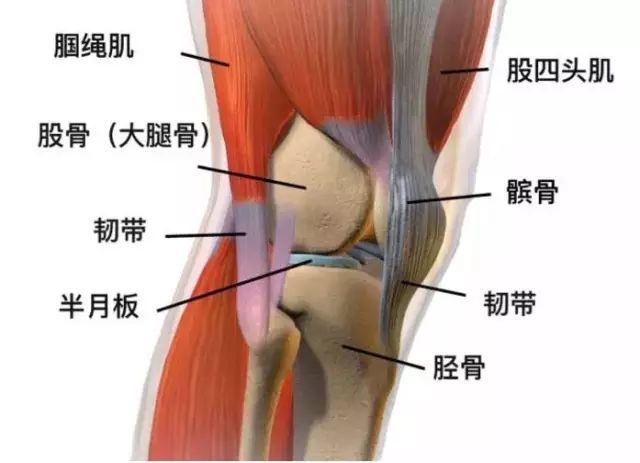 比如,步行锻炼的过程中,大腿前侧的股四头肌负责保证髌骨的稳定.