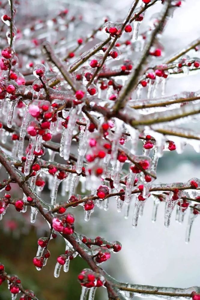 琉璃世界,白雪红梅,天寒地冻,情暖萍城