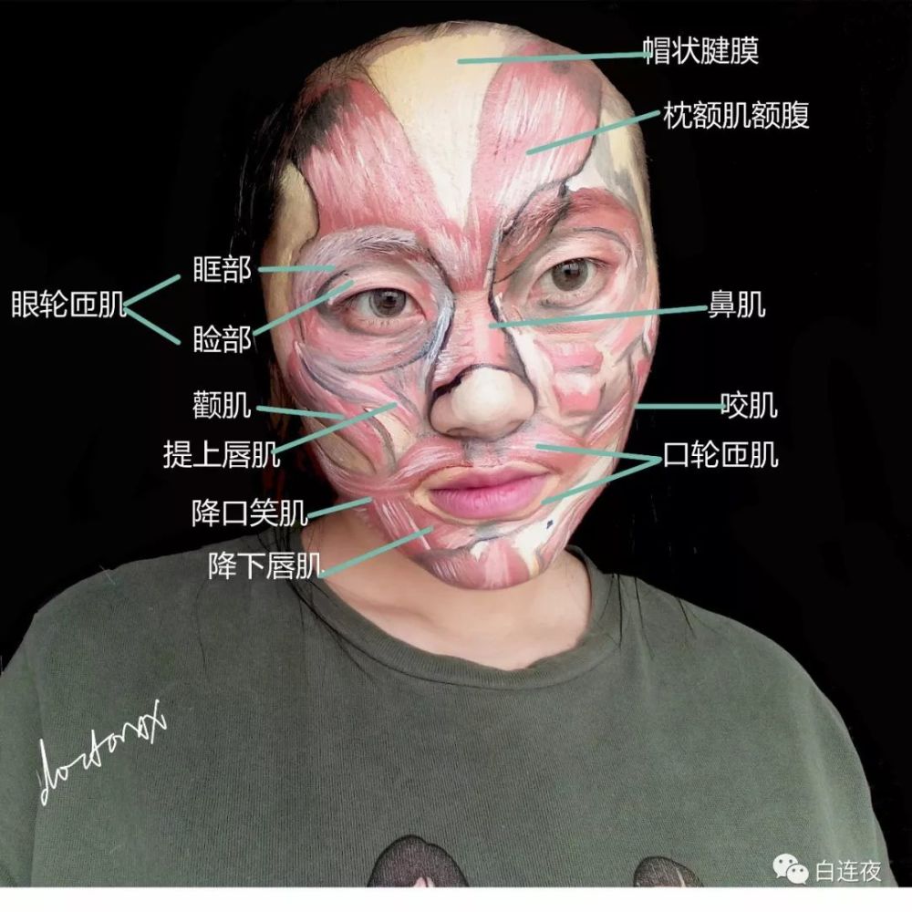 面部肌肉解剖彩绘