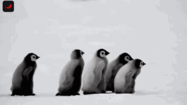 企鹅步防摔跤视频火了,据说冬天应该这样走路