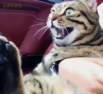 猫咪第一次坐跑车,主人踩油门后,猫咪瞬间吓懵逼了