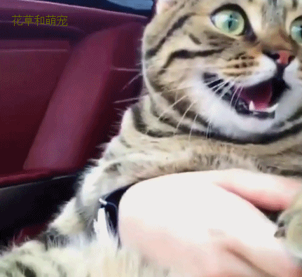 猫咪第一次坐跑车,主人踩油门后,猫咪瞬间吓懵逼了