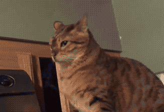 壁纸 动物 狗 狗狗 猫 猫咪 小猫 桌面 327_225 gif 动态图 动图
