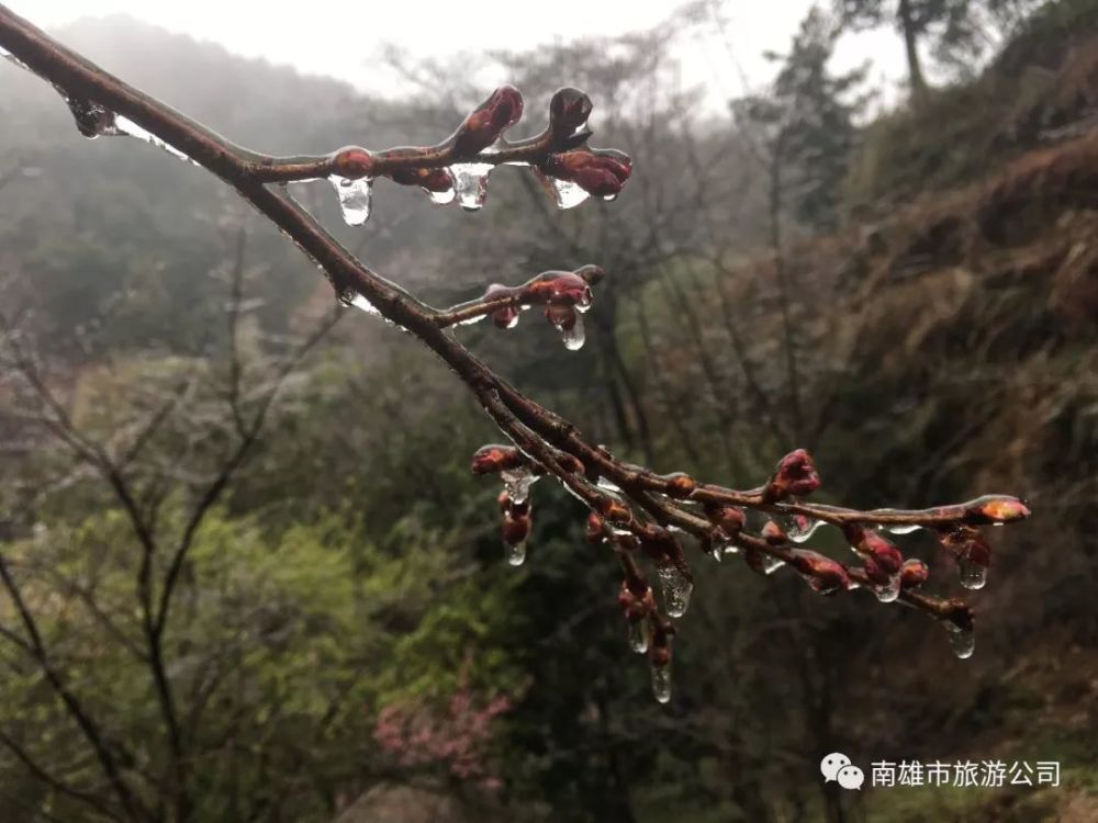 和北方气势磅礴的雪相比 梅关古道的冰结得内敛而优雅 冰雪衬托着梅花