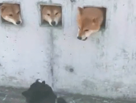 墙上探出三只狗头,柴犬去打招呼,三只狗反应灵敏!