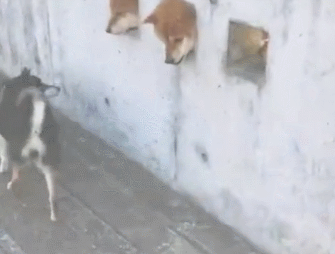 墙上探出三只狗头,柴犬去打招呼,三只狗反应灵敏!