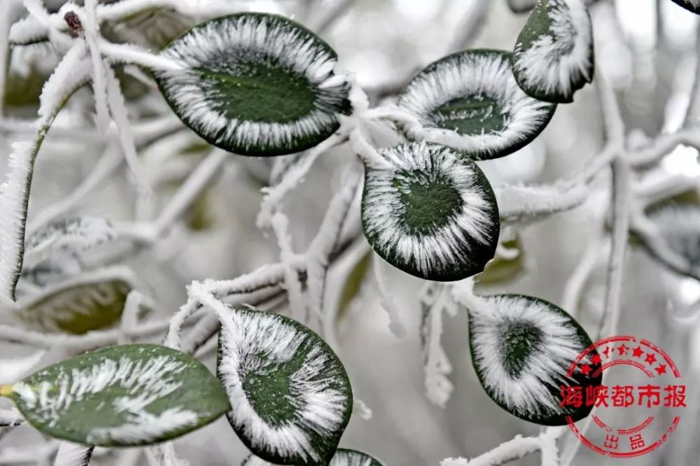 下雪的福建美爆 惊艳到都忘了自己是南方人